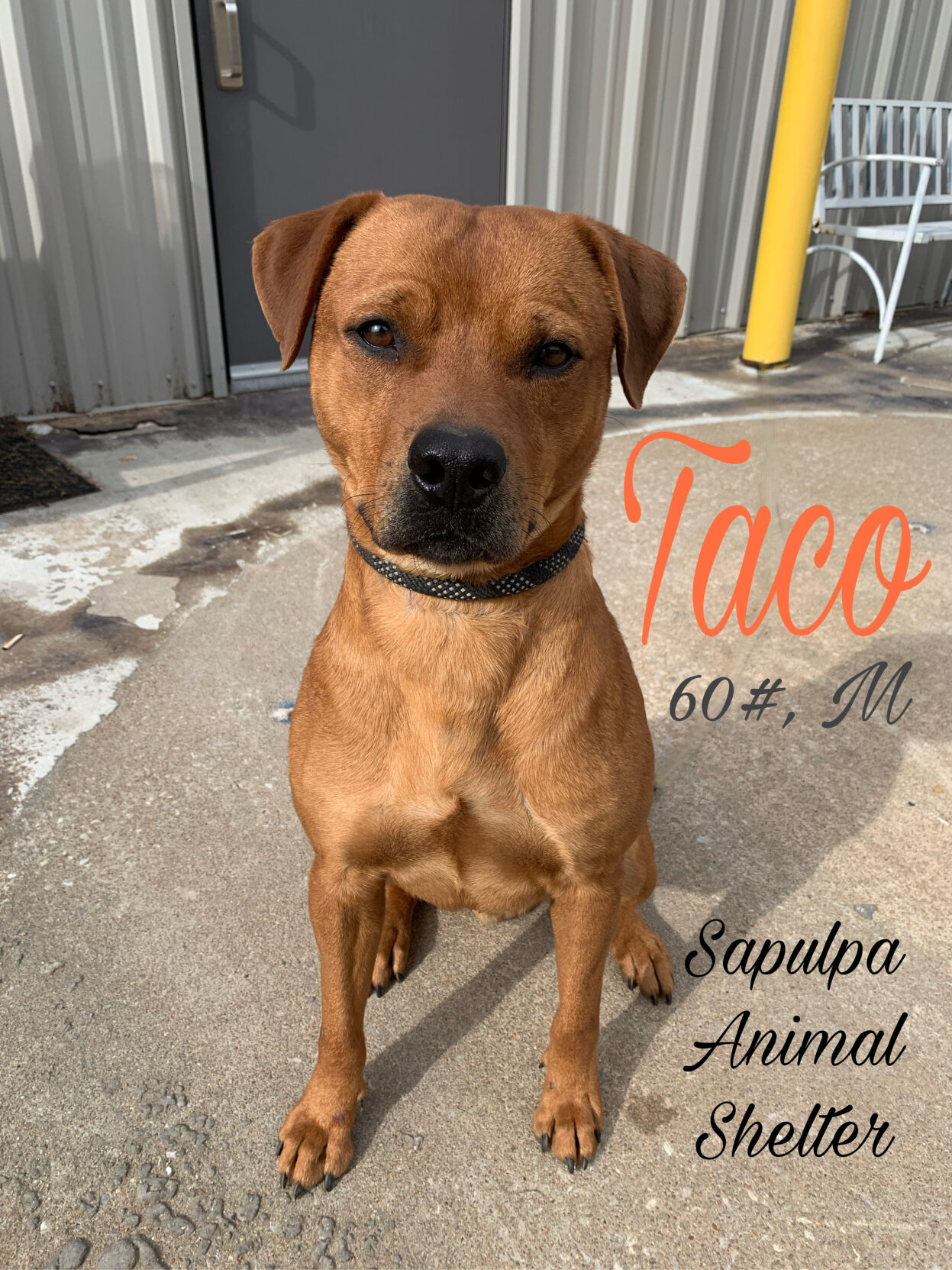 Taco